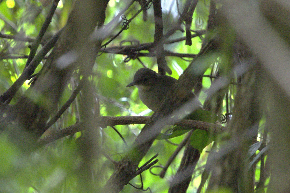Terrestrial Brownbul - ML637878853