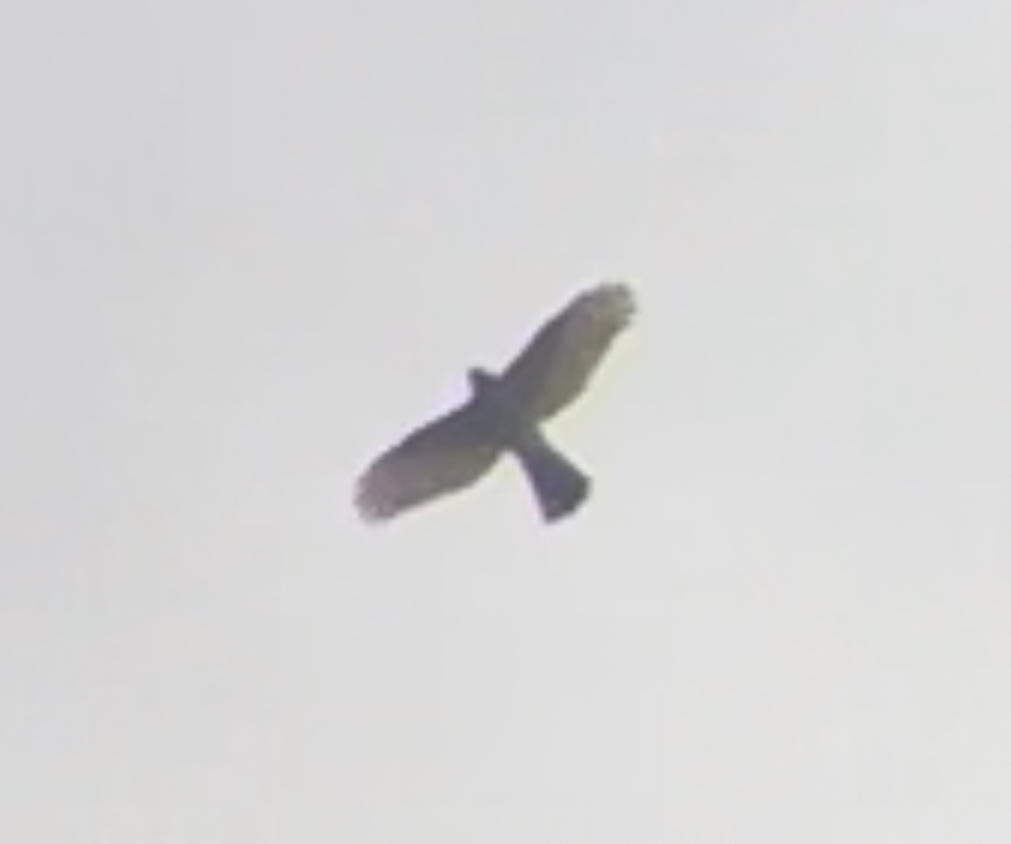 Sharp-shinned Hawk - ML637878952