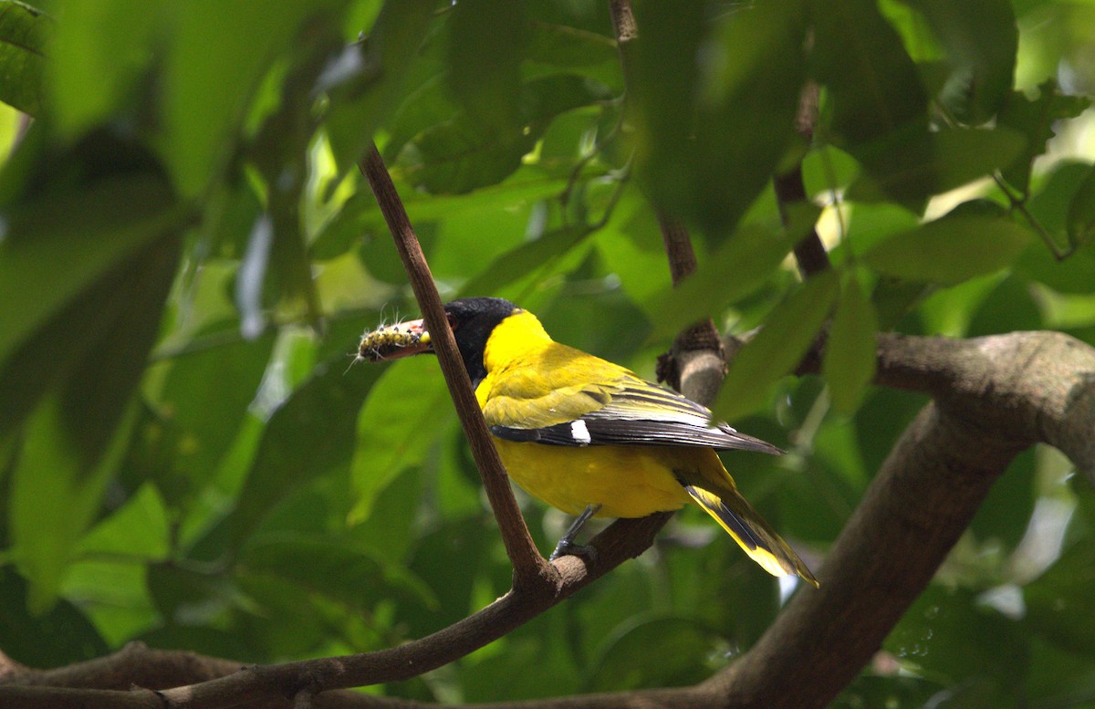 Afrika Kara Başlı Sarıasması - ML637879003