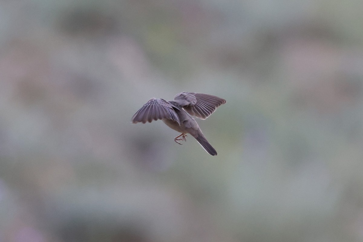 Upcher's Warbler - ML637879013