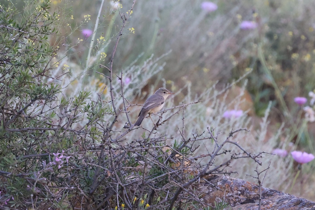 Upcher's Warbler - ML637879014