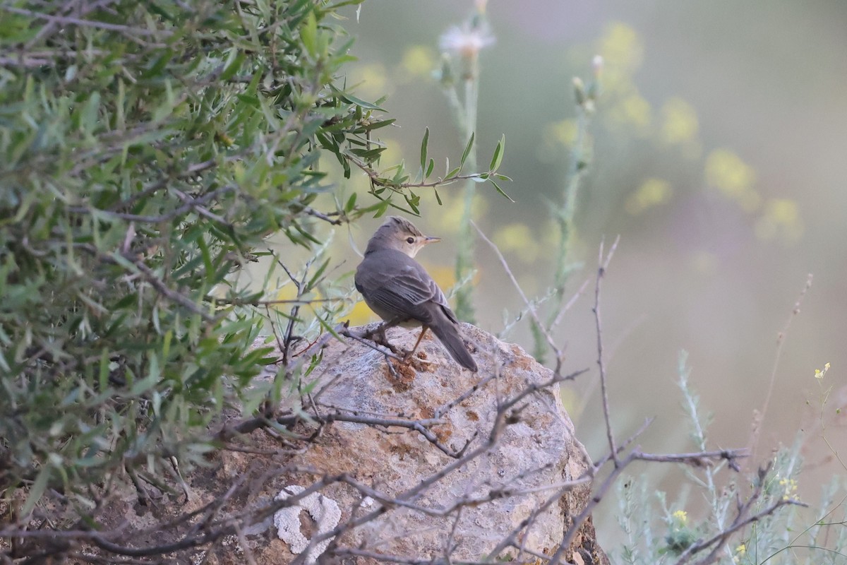 Upcher's Warbler - ML637879015