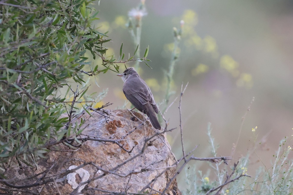 Upcher's Warbler - ML637879016