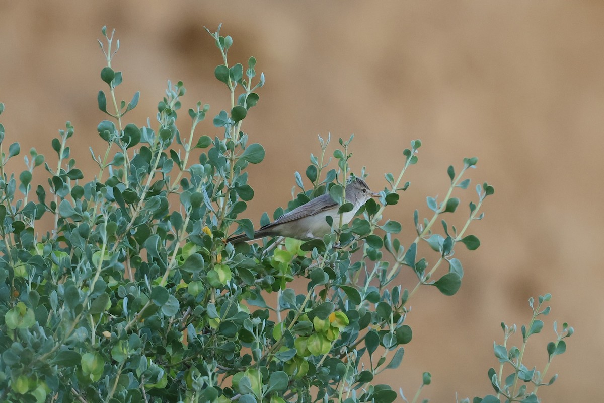 Upcher's Warbler - ML637879017