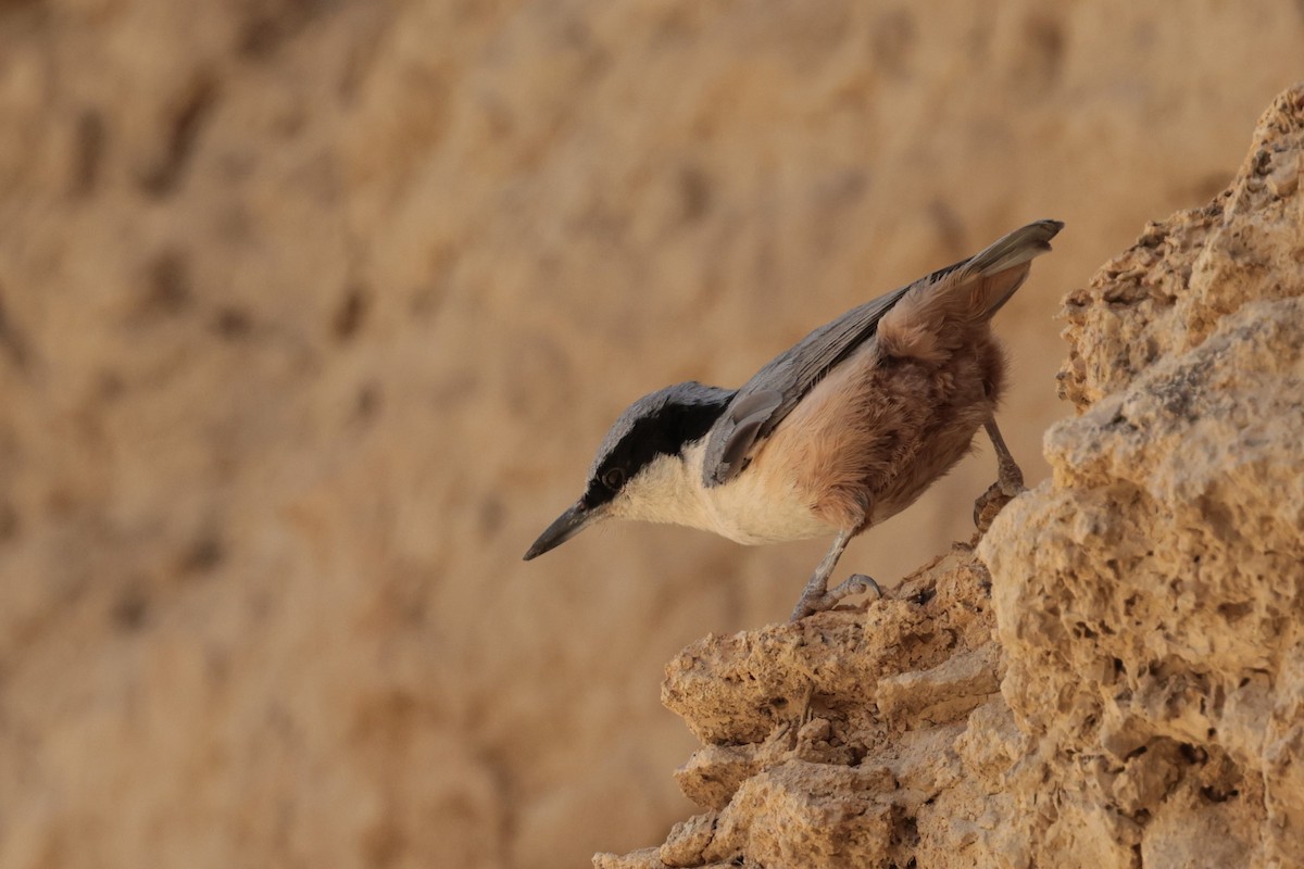 Eastern Rock Nuthatch - ML637879061