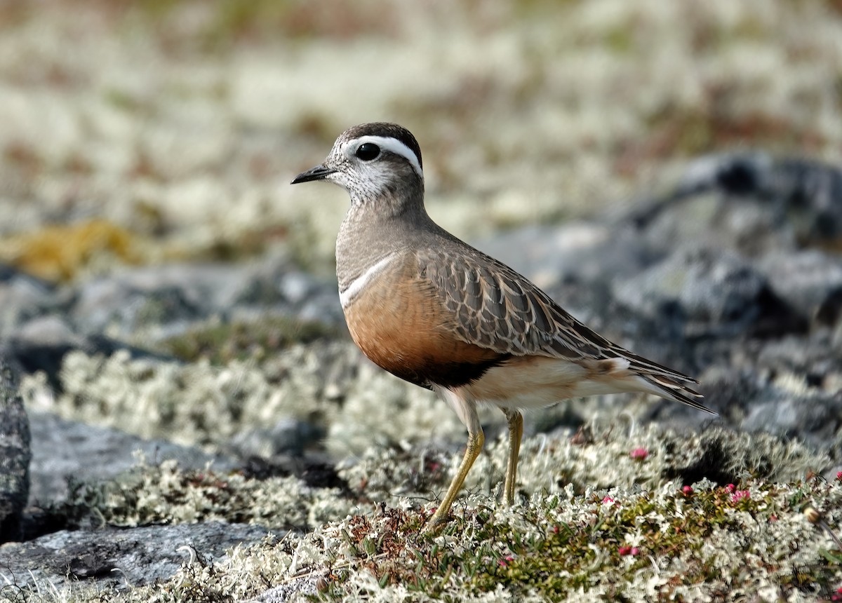 Eurasian Dotterel - ML637879063