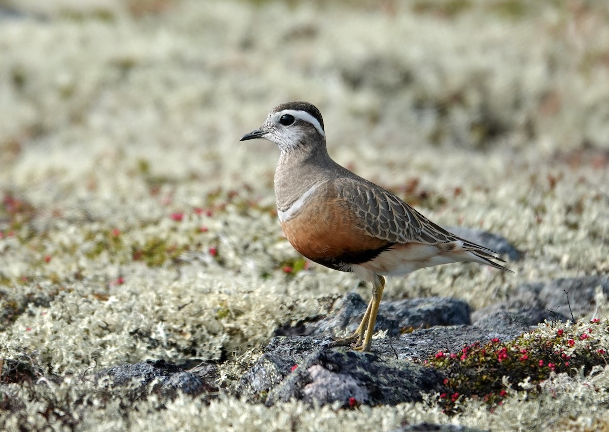 Eurasian Dotterel - ML637879064