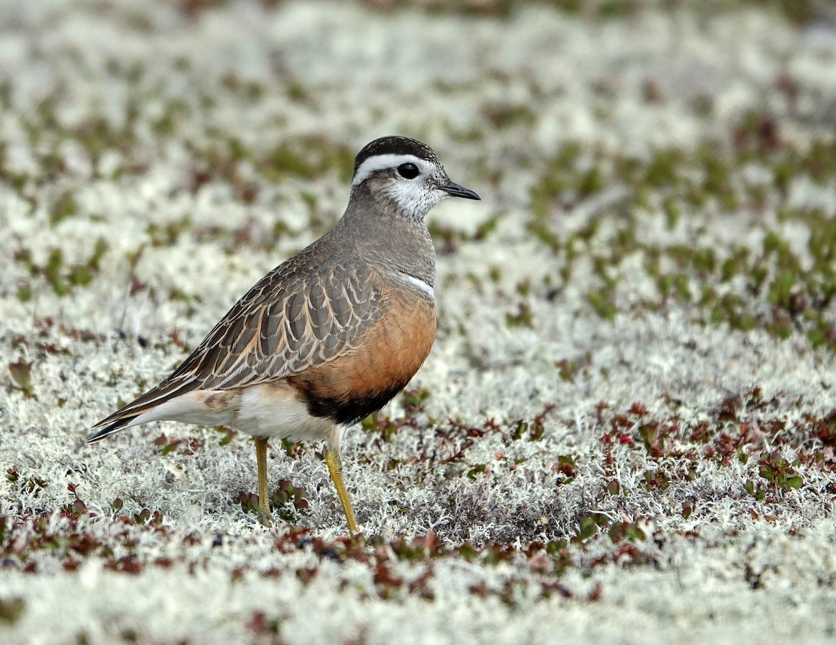 Eurasian Dotterel - ML637879065