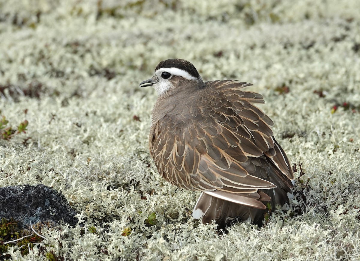 Eurasian Dotterel - ML637879066