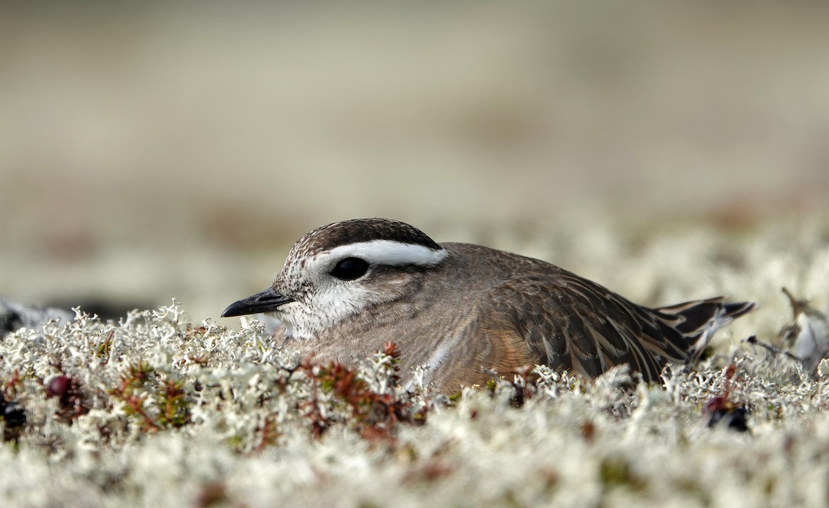 Eurasian Dotterel - ML637879067