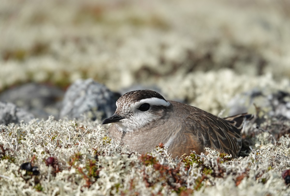 Eurasian Dotterel - ML637879068