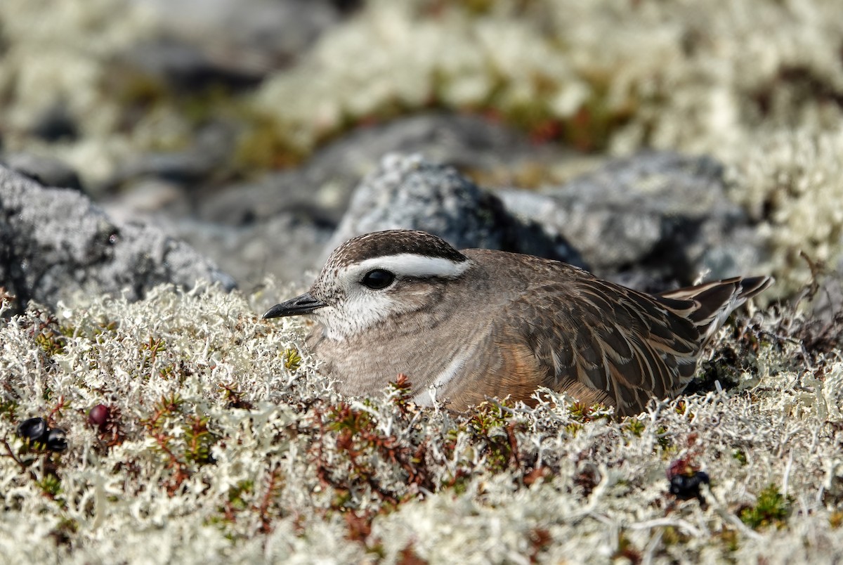 Eurasian Dotterel - ML637879069