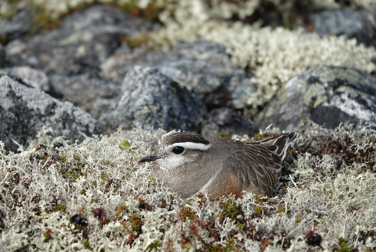 Eurasian Dotterel - ML637879070