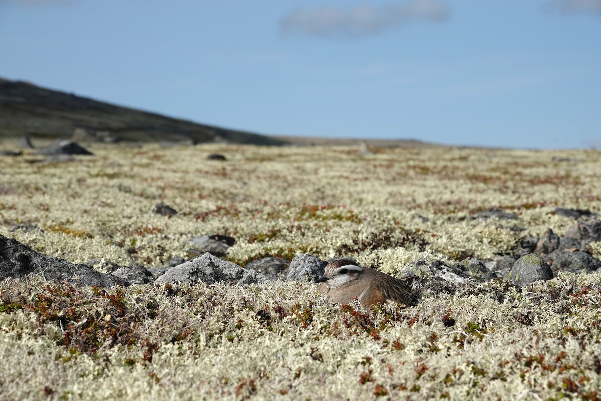 Eurasian Dotterel - ML637879071