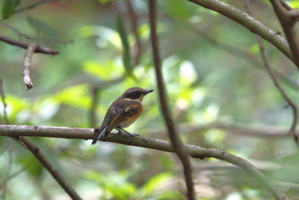 Cape Batis - ML637879207
