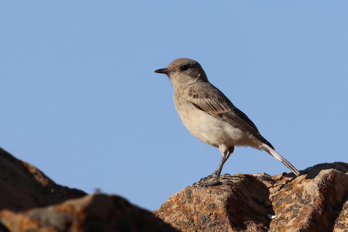 Finsch's Wheatear - ML637879219
