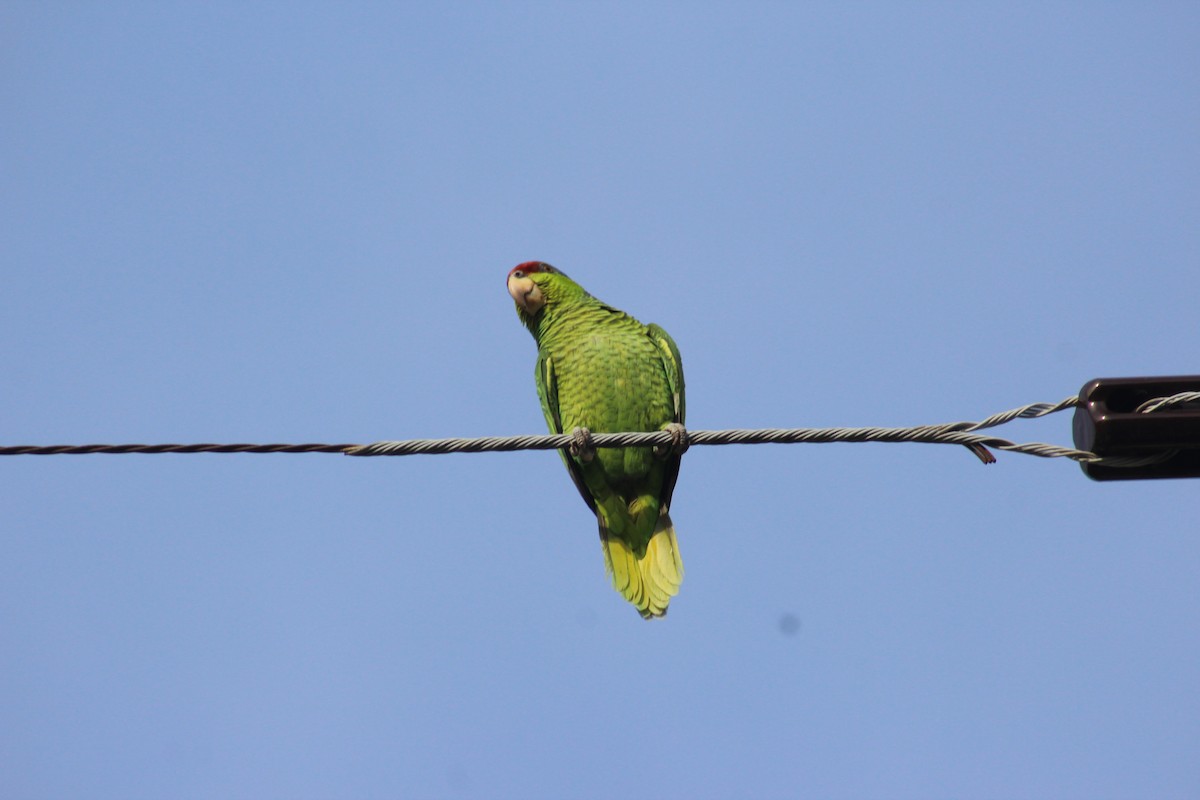 Lilac-crowned Amazon - ML637879248
