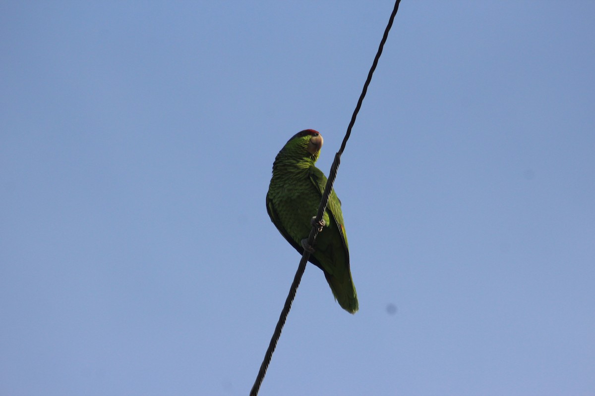 Lilac-crowned Amazon - ML637879257