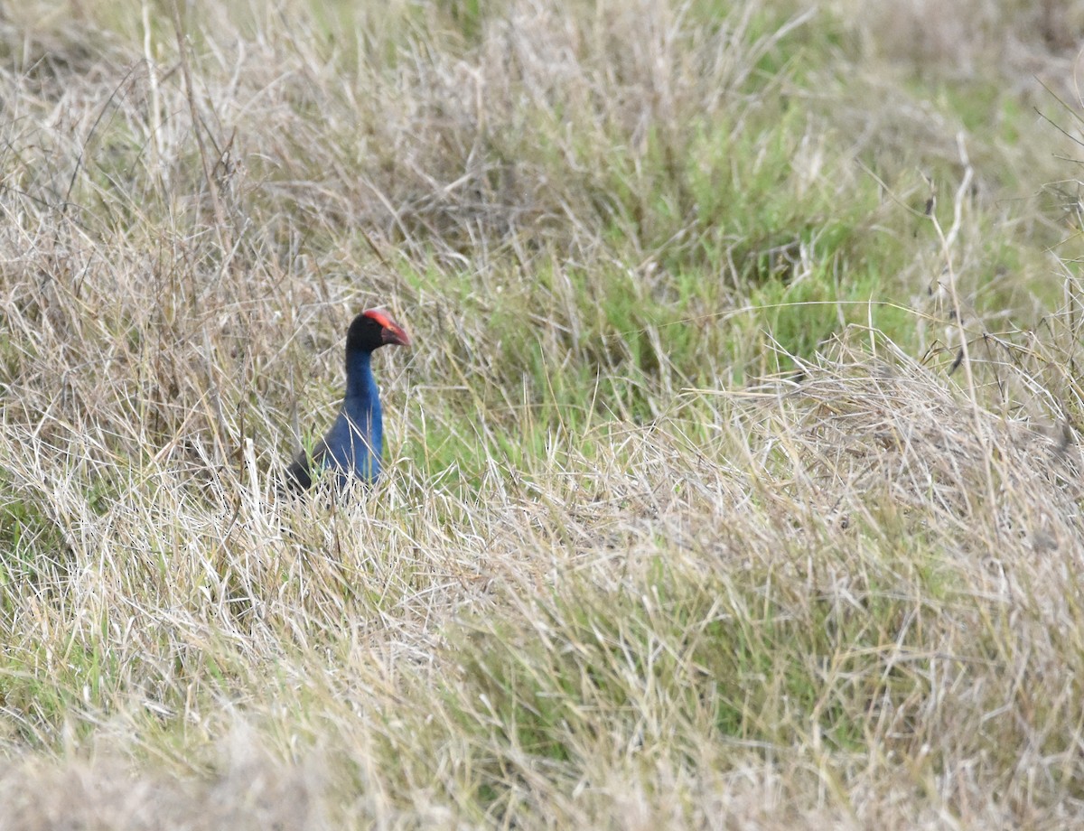 Black-backed Swamphen - ML637879280