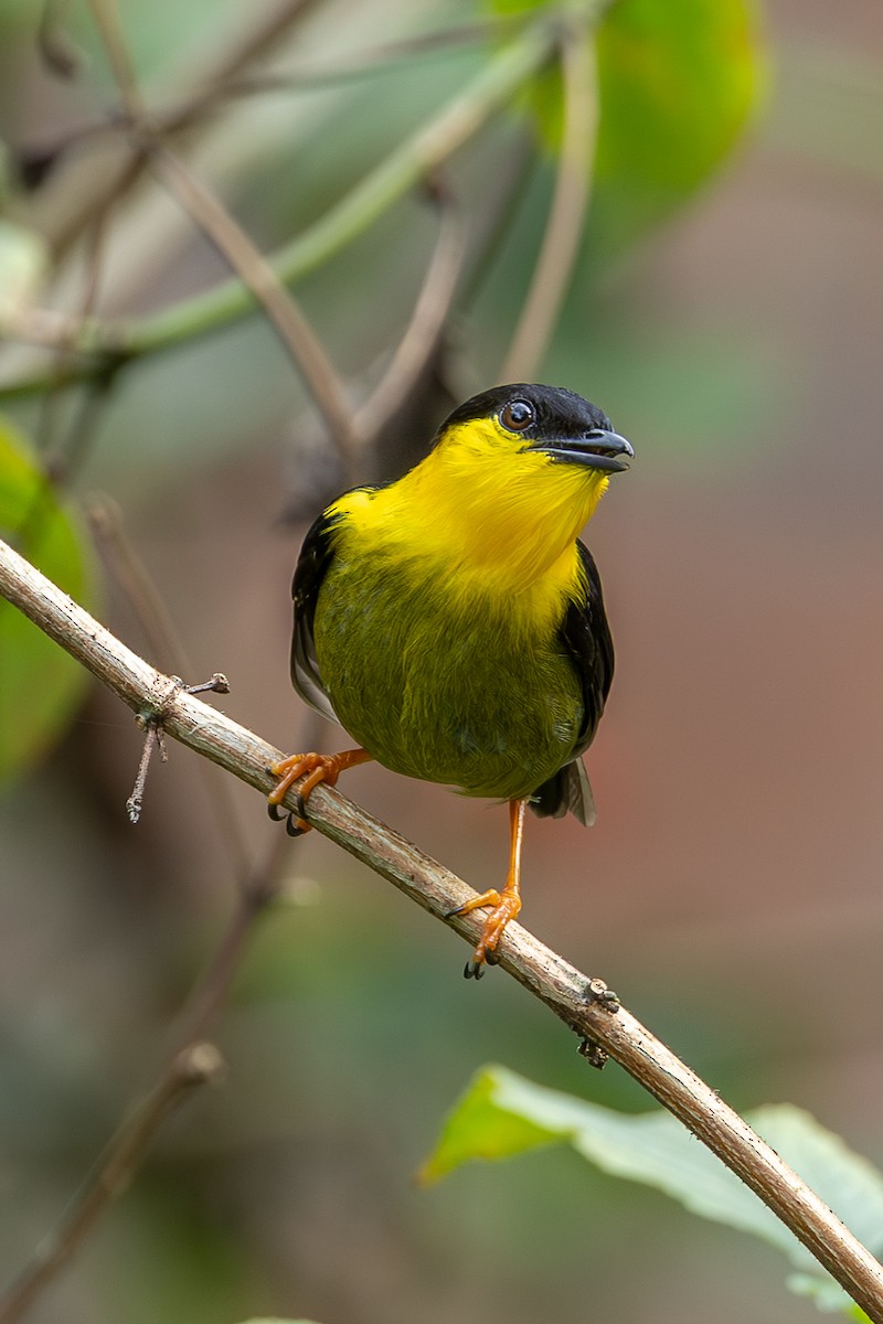 Golden-collared Manakin - ML637879323