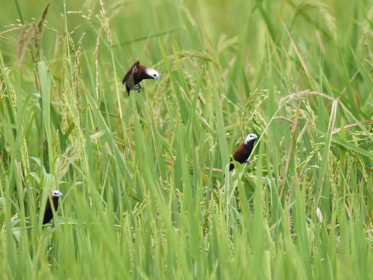 White-capped Munia - ML637879325