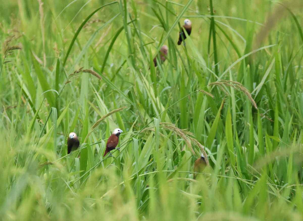 White-capped Munia - ML637879326
