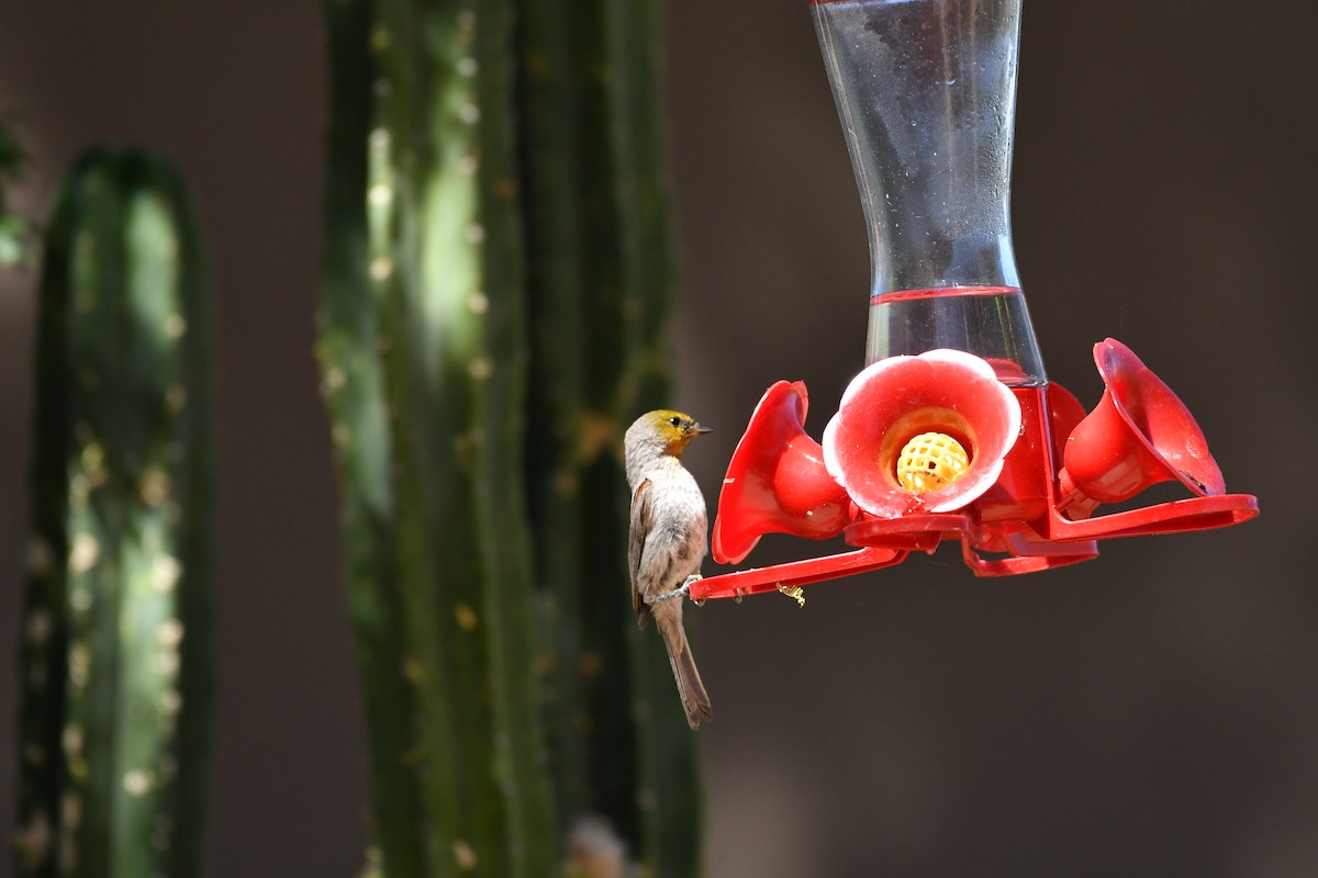 Verdin - ML637879350