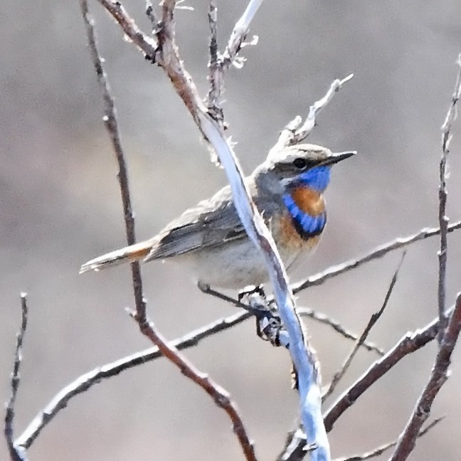 Bluethroat - ML637879351