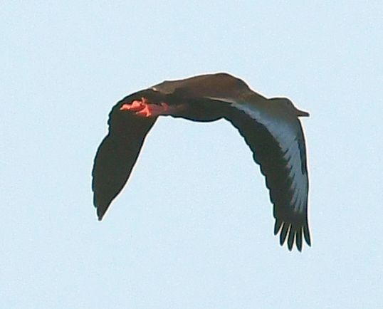 Black-bellied Whistling-Duck - ML637879354