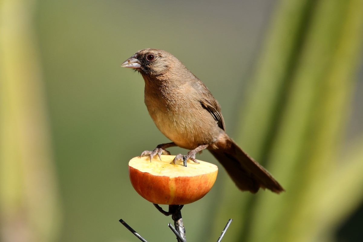 Abert's Towhee - ML637879359