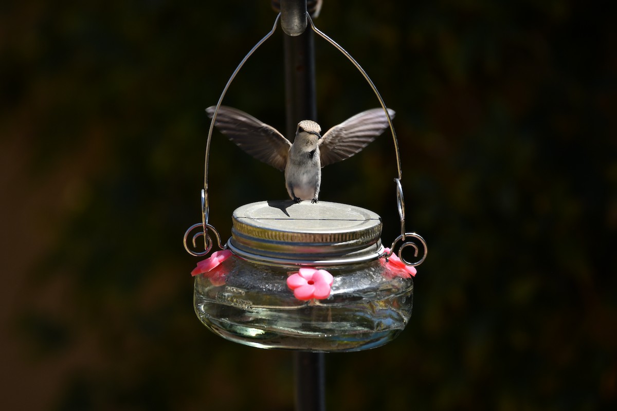 Costa's Hummingbird - ML637879367