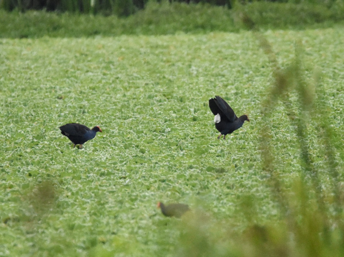 Black-backed Swamphen - ML637879377