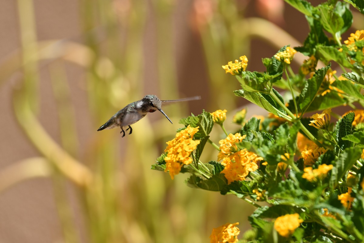 Costa's Hummingbird - ML637879378