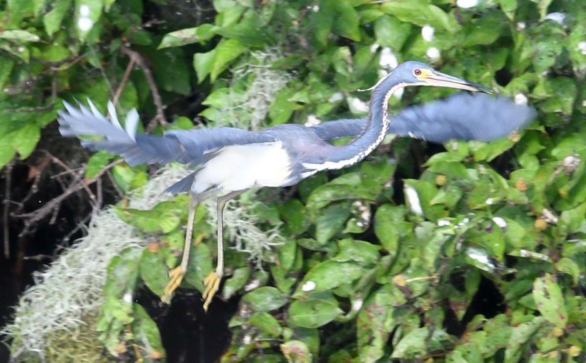 Tricolored Heron - ML637879379