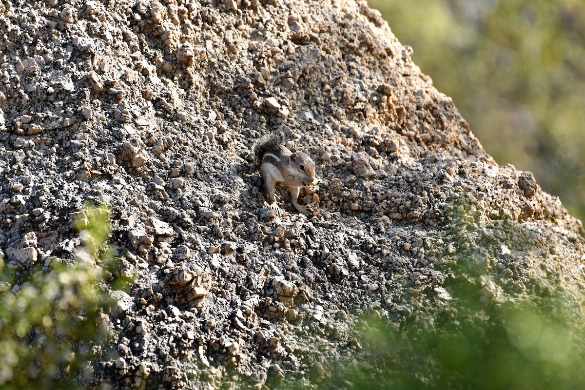 Animals - ML637879391