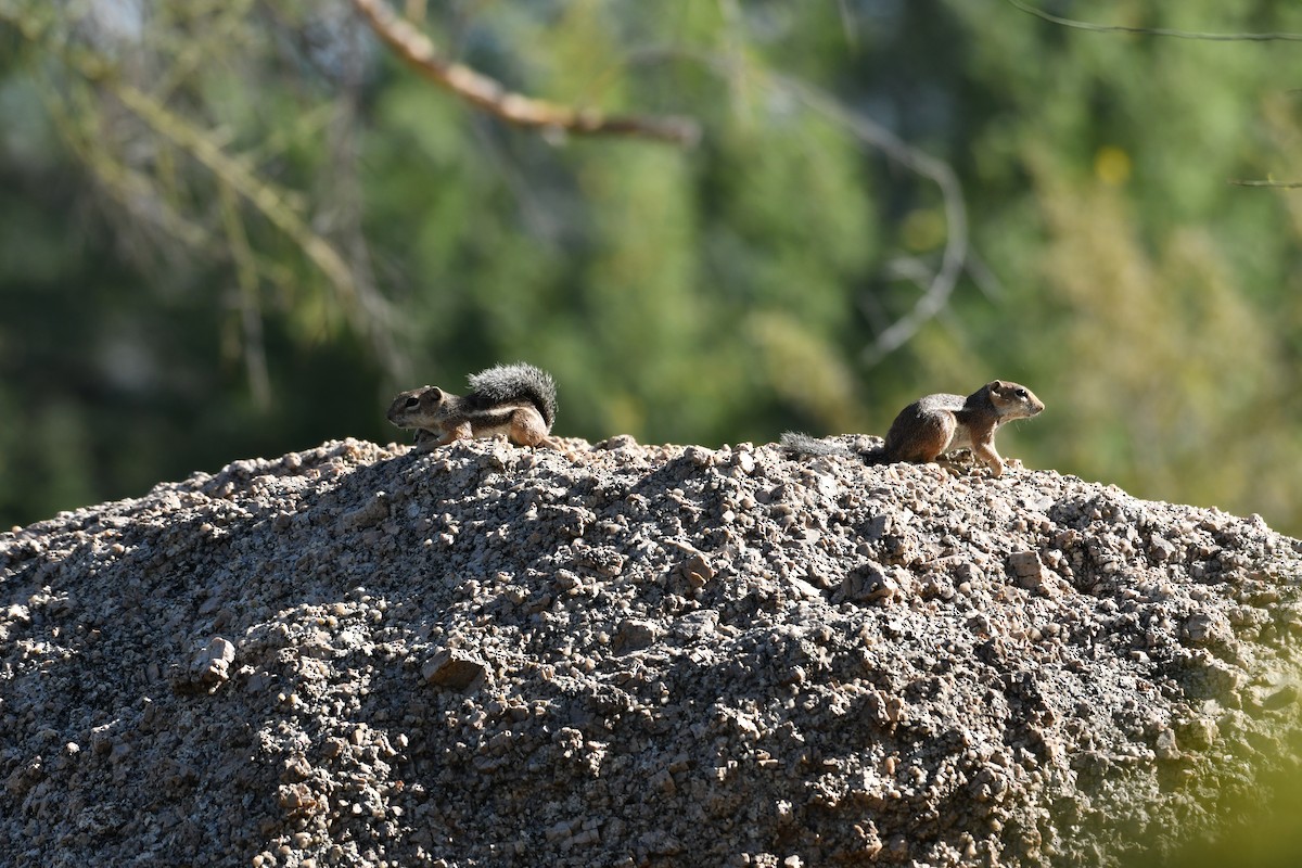 Animals - ML637879393