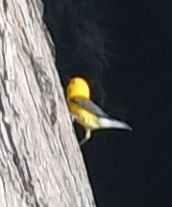 Prothonotary Warbler - ML637879412