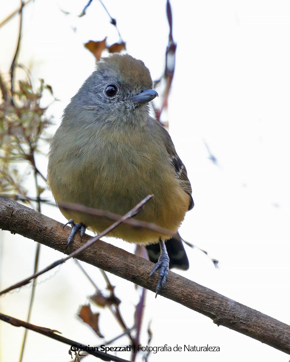 Variable Antshrike - ML637879438