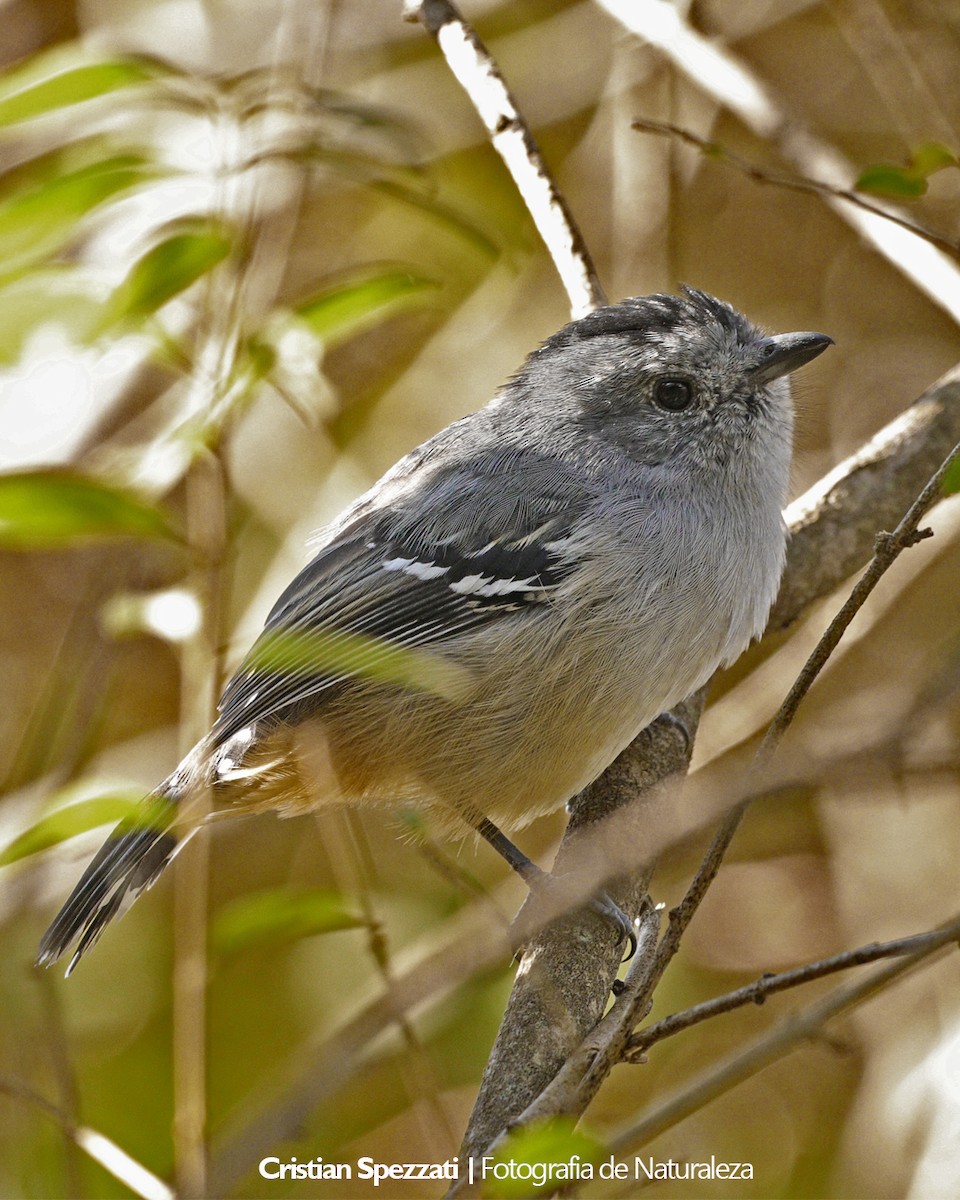 Variable Antshrike - ML637879439