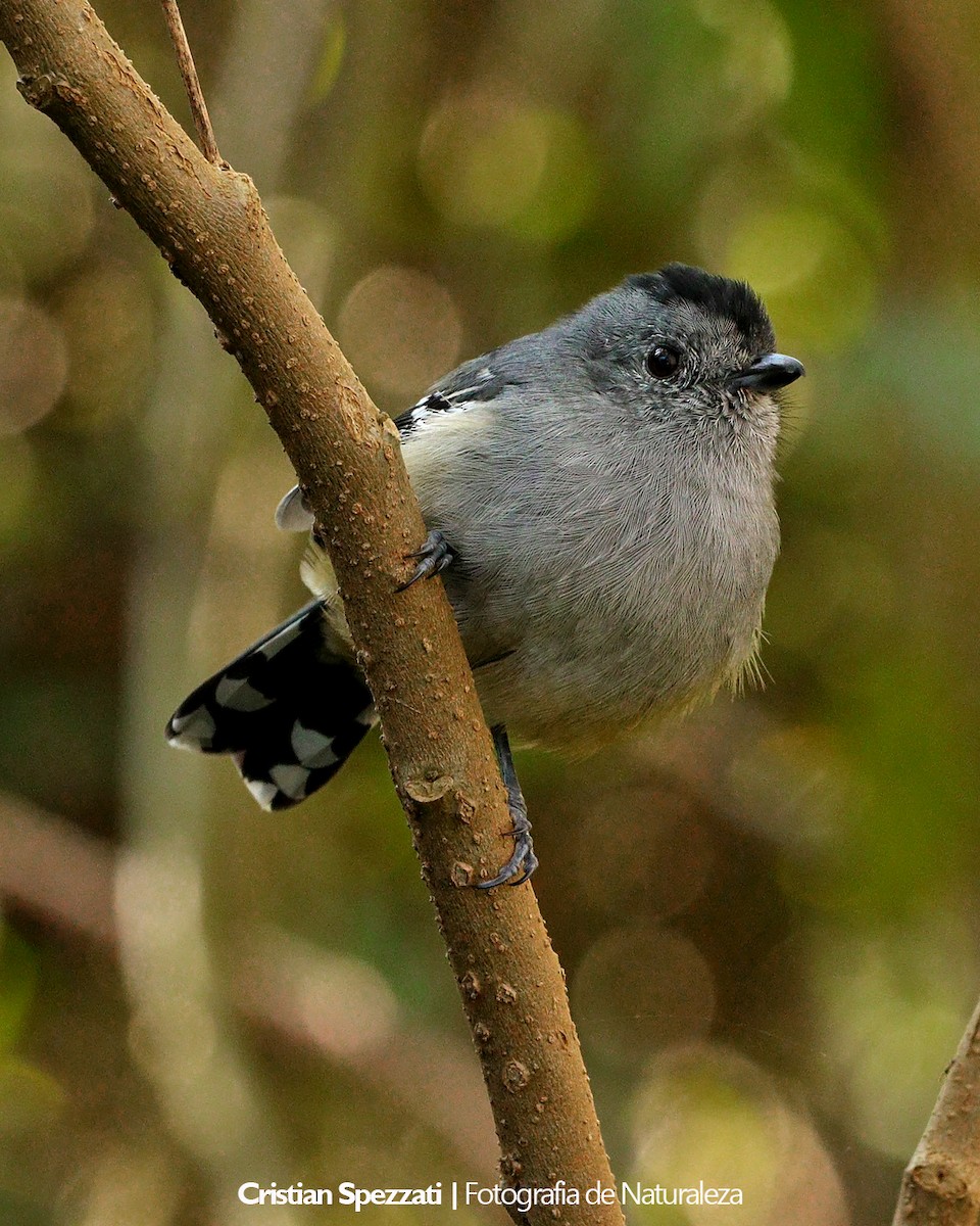 Variable Antshrike - ML637879440