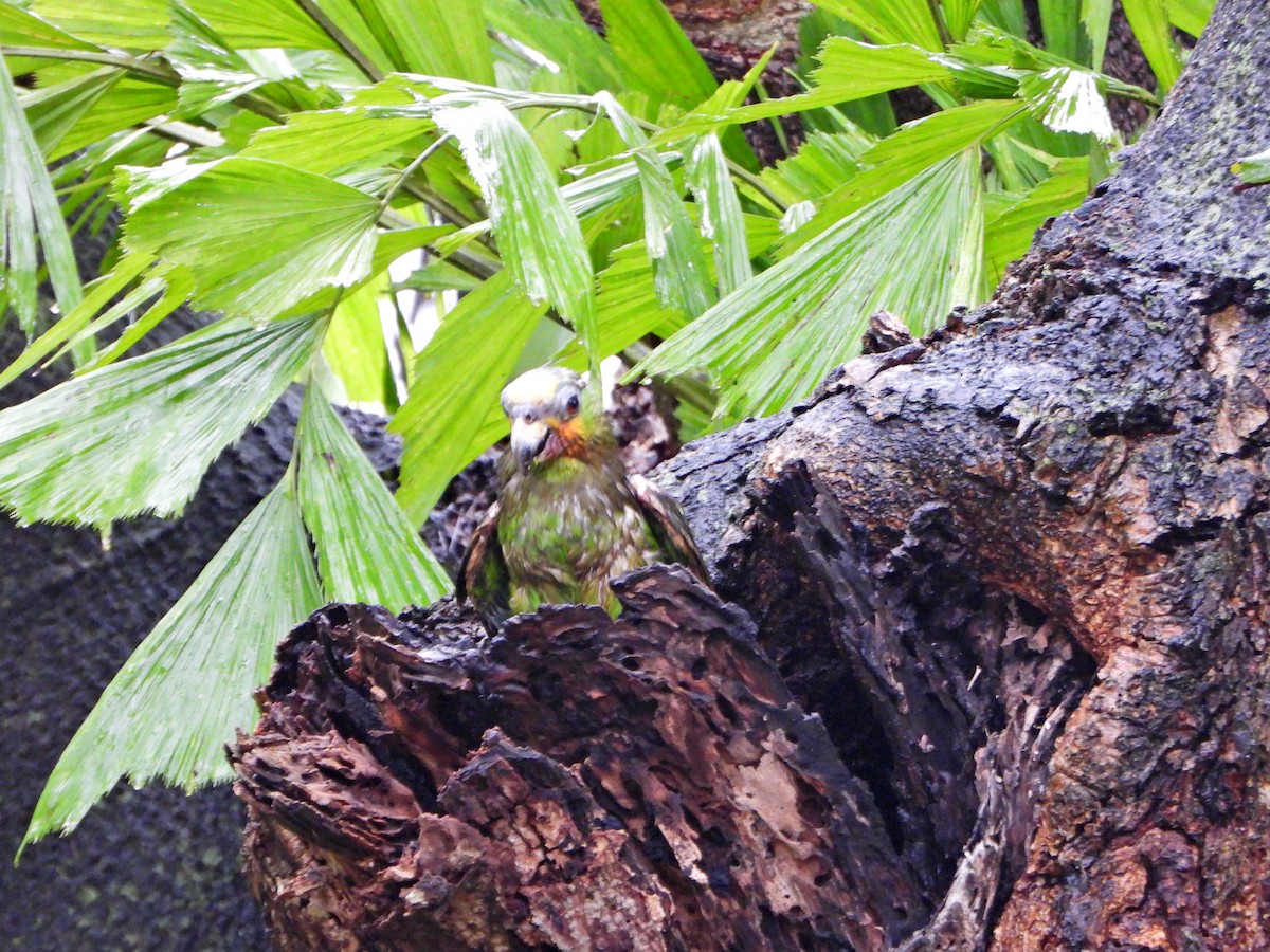Orange-winged Amazon - ML637879444