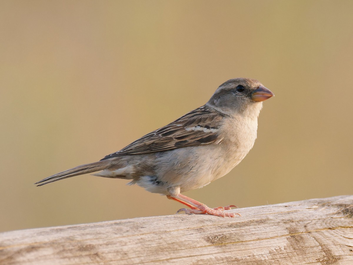 Italian Sparrow - ML637879471