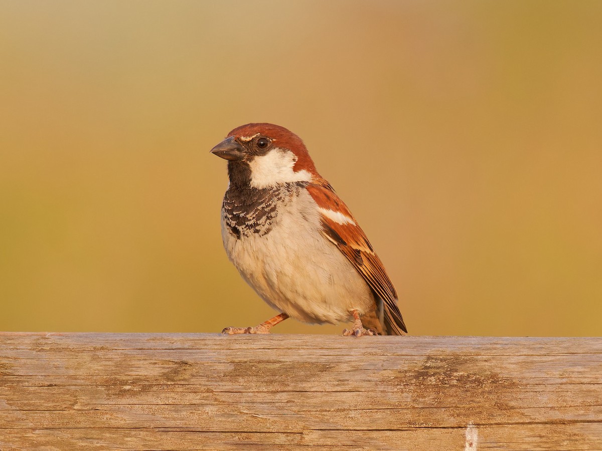 Italian Sparrow - ML637879472