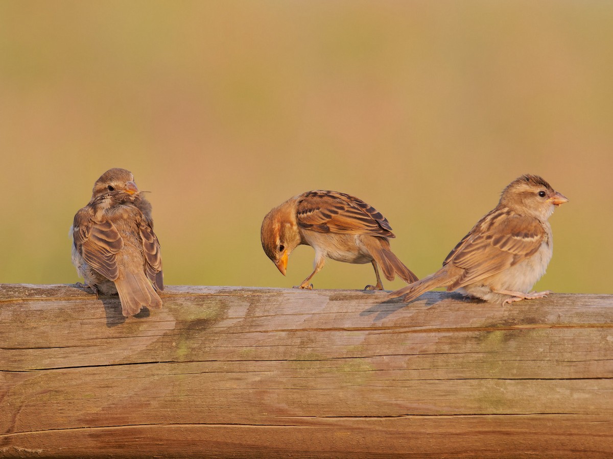 Italian Sparrow - ML637879473