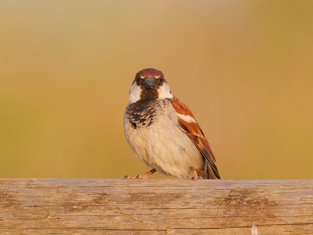 Italian Sparrow - ML637879474