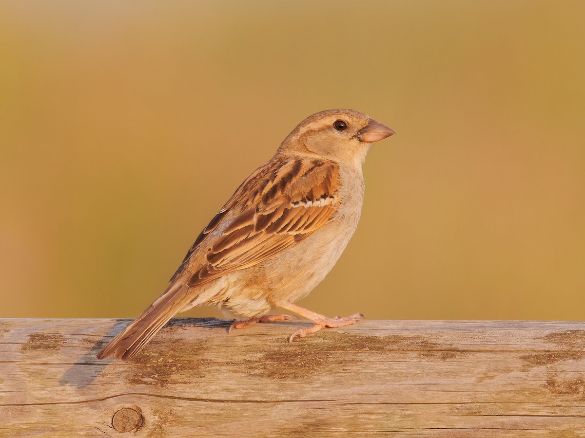 Italian Sparrow - ML637879475
