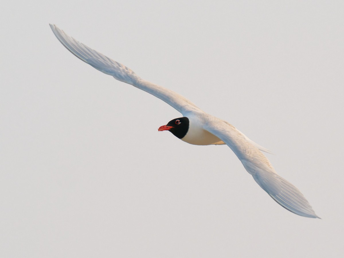 Mediterranean Gull - ML637879513