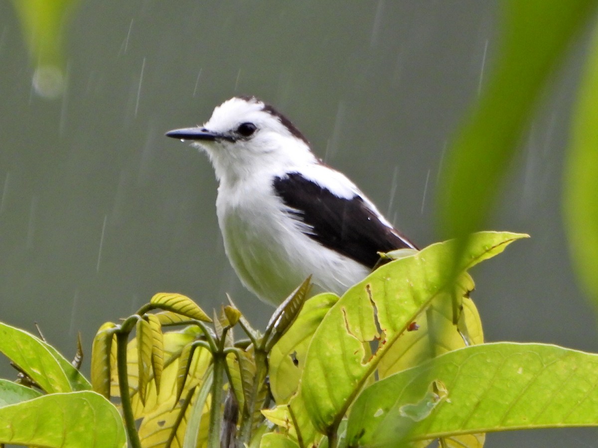 Pied Water-Tyrant - ML637879536