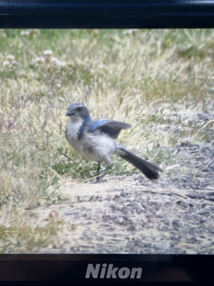 California Scrub-Jay - ML637879553