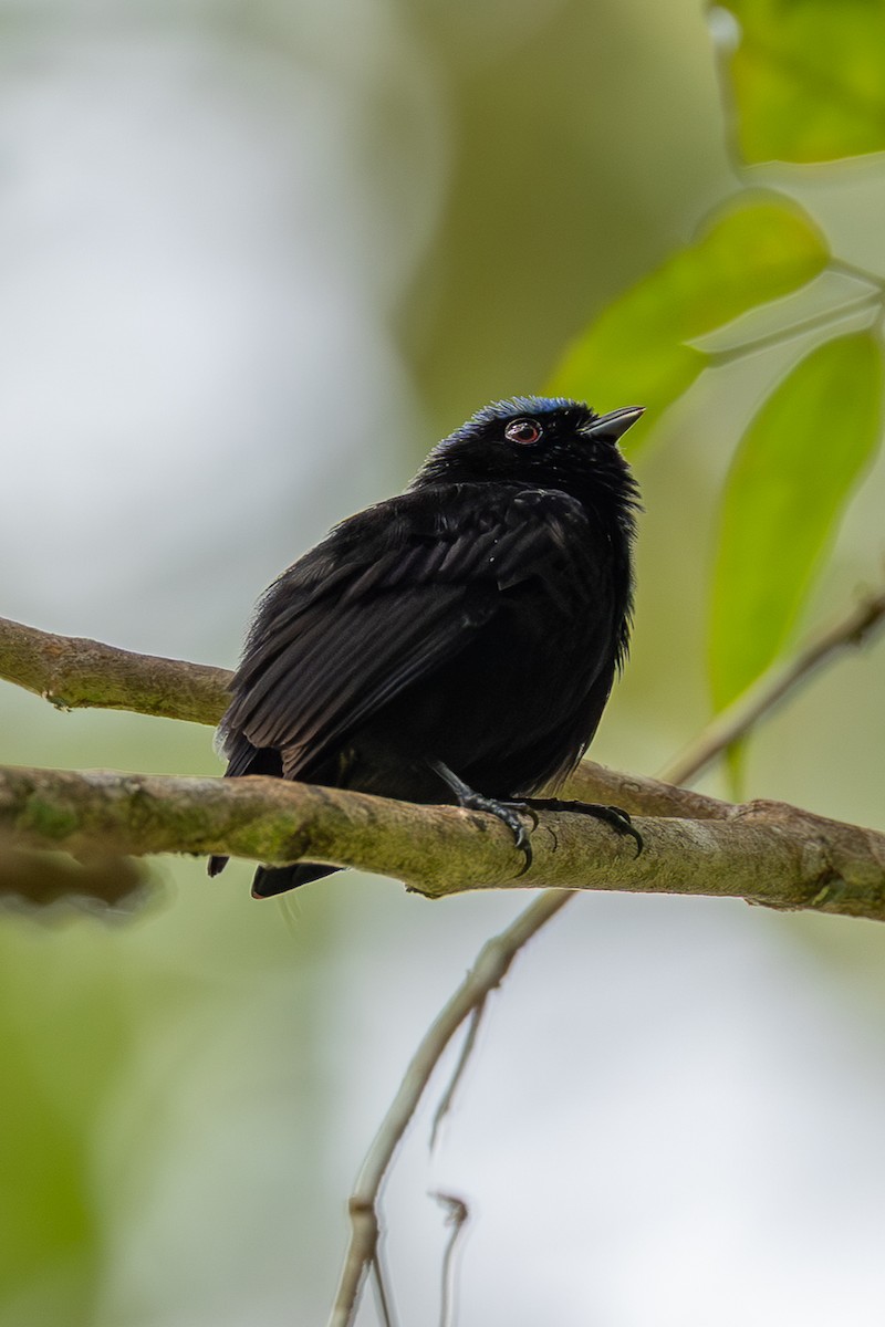 Velvety Manakin - ML637879568